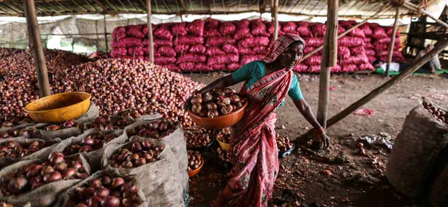 Onion harvest